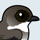 Bank Swallow
