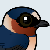 Cliff Swallow