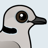 Ring-necked Dove