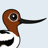 Red-necked Avocet