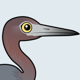 Little Blue Heron