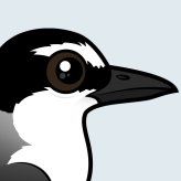 Bridled Tern