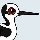 White-backed Stilt