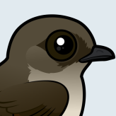 Northern Rough-winged Swallow