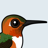 Allen's Hummingbird