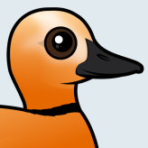Ruddy Shelduck