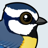 African Blue Tit