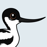 Pied Avocet