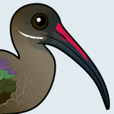 Hadada Ibis