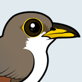 Yellow-billed Cuckoo