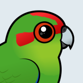 Red-crowned Parakeet