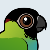 Nanday Parakeet