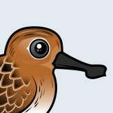 Spoon-billed Sandpiper