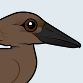 Hamerkop