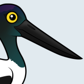 Black-necked Stork
