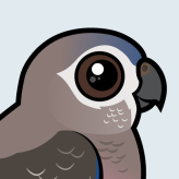 Bourke's Parrot
