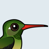 Buff-bellied Hummingbird