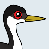 Western Grebe