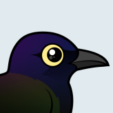 Common Grackle