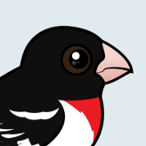 Rose-breasted Grosbeak