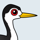 Clark's Grebe