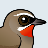 Siberian Rubythroat