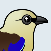 Blue-bellied Roller