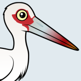 Maguari Stork