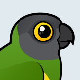 Senegal Parrot