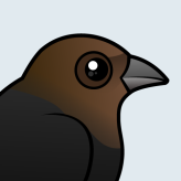 Brown-headed Cowbird