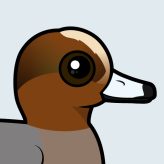 Eurasian Wigeon