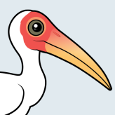 Milky Stork