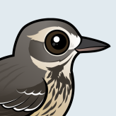 American Pipit