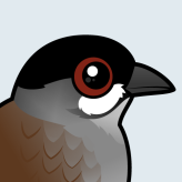 Jocotoco Antpitta