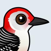 Red-bellied Woodpecker