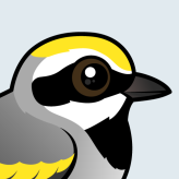 Golden-winged Warbler