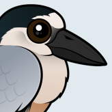Boat-billed Heron