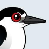 Black-crowned Night Heron