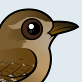 Eurasian Wren