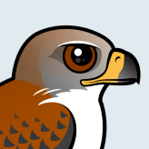Ferruginous Hawk