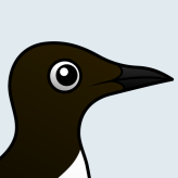 Common Murre
