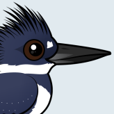Belted Kingfisher