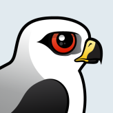 White-tailed Kite