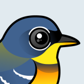 Northern Parula