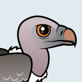 Rueppell's Vulture