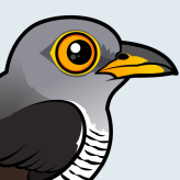Common Cuckoo