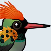 Tufted Coquette