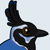 Black-throated Magpie-Jay