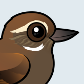 Plain Xenops