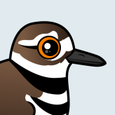 Killdeer